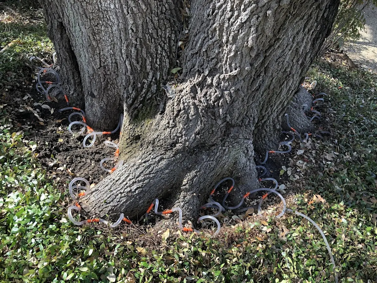 Detailed Tree Cabling and Bracing job site in Wenonah